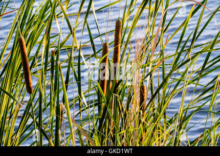 Un primo piano di latifoglie cattails,Typha latifolia, nella luce della sera, Oklahoma, Stati Uniti d'America. Foto Stock