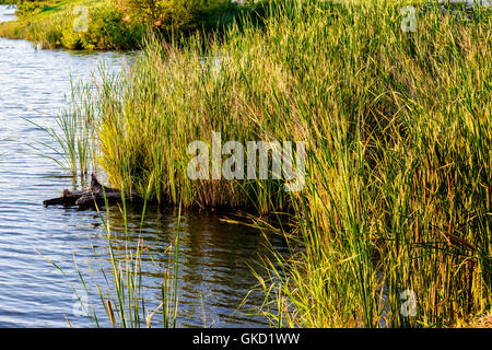 Un cluster di latifoglie cattails,Typha latifolia, nella luce della sera al bordo del lago Overholser, Oklahoma, Stati Uniti d'America. Foto Stock