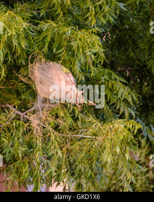 Una grande rete o nido del webworm, Hyphantria cunea. La falena giace uova sul lato inferiore di foglie e caterpillars costruire le vele. Foto Stock