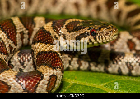 Una chiusura di un latte orientale Snake Foto Stock