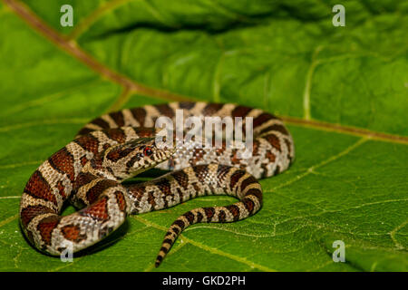 Una chiusura di un latte orientale Snake Foto Stock