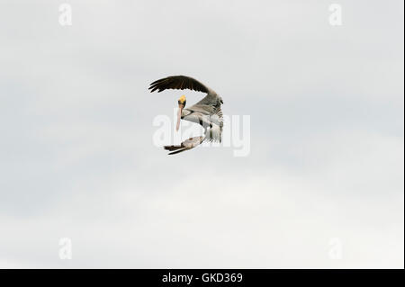 La fauna Uccelli volare è un grande uccello catturato graziosamente metà dive come egli appare sospeso in una metà posa dell'aria. Foto Stock