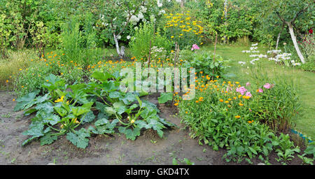 Coltivazione di ortaggi midollo e fiori di medici nelle condizioni del nord Europa. Su letti di una piccola fattoria marr vegetale Foto Stock