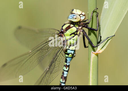 La Southern hawker o blu hawker ( aeshna cyanea ) Foto Stock