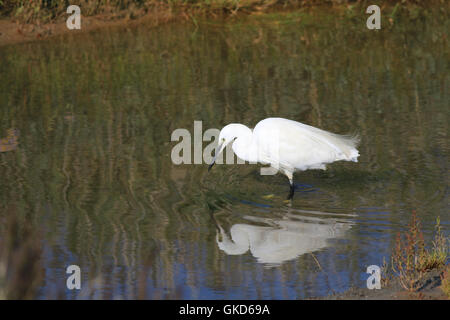 Garzetta, Egretta garzetta, piccolo ed elegante airone bianco caccia in un pool Foto Stock