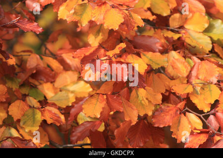 In faggio colorato le foglie in autunno Foto Stock