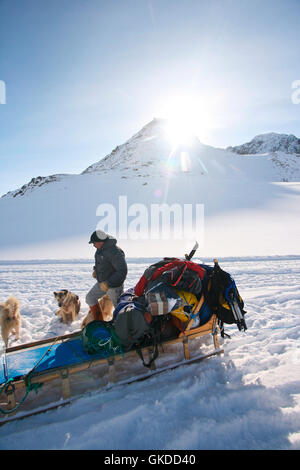 Sled Dog. La Groenlandia Foto Stock