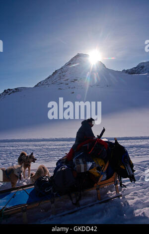 Sled Dog. La Groenlandia Foto Stock