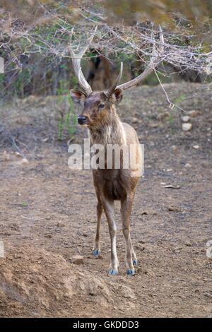 Sambar cervo, Cervus unicolor, Parco Nazionale di Ranthambore, Rajasthan, India, Asia Foto Stock