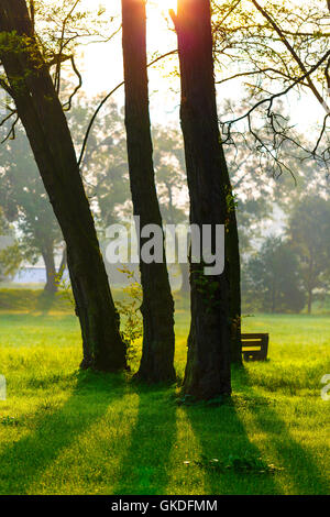 Albero nel parco verde di mattina presto Foto Stock