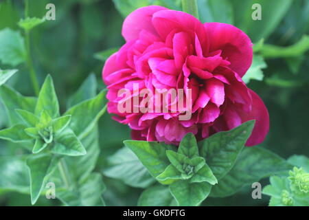 peonia Foto Stock