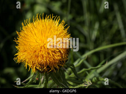 Fiordaliso gigante bighead Centaurea macrocephala giallo fiore di cardo Foto Stock