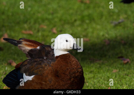 Paradise shelduck Tadorna variegata in un parco in Western molle, Auckland Foto Stock