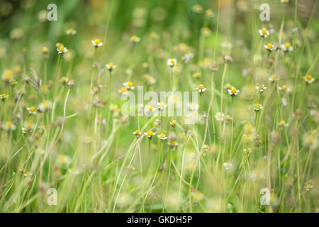 Fiorellino bianco con il polline giallo ,piccola erbaccia di ferro (erba fiore) Foto Stock