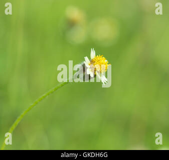 Fiorellino bianco con il polline giallo ,piccola erbaccia di ferro (erba fiore) Foto Stock