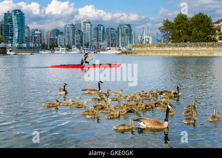 Oche del Canada di famiglie a False Creek sea wall, Vancouver, British Columbia, Canada Foto Stock