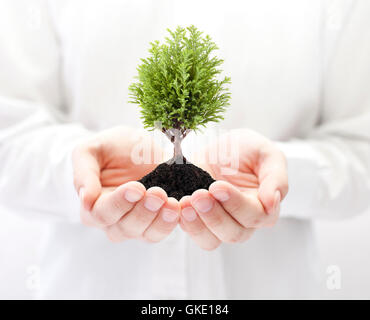 Crescente albero verde in mani Foto Stock