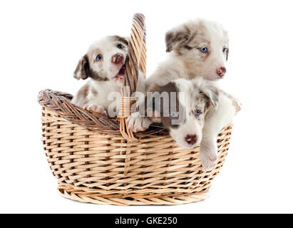 cani cane canestro Foto Stock