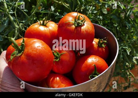 Grande raccolto di pomodoro nel giardino di casa a Los Angeles Foto Stock