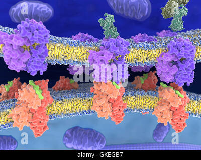 Computer illustrazione di recettori di cellule T (viola) il legame di MHC-complessi antigene (arancione e verde). L'antigene (luce verde) è un peptide da una cellula tumorale, batteri o virus. Un numero di cellule che presentano antigeni di linfociti tramite legati alla membrana del complesso maggiore di istocompatibilità (MHC) molecole (arancione). Dopo il legame di MHC-complesso antigene, il recettore di cellula T invia un segnale in cascata il linfocita T cellula (top) che attiva una risposta immunitaria. Foto Stock