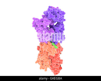 Computer illustrazione di un recettore di cellula T (viola) il legame ad un MHC-complesso di antigene (arancione e verde). L'antigene (luce verde) è un peptide da una cellula tumorale, batteri o virus. Un numero di cellule che presentano antigeni di linfociti tramite legati alla membrana del complesso maggiore di istocompatibilità (MHC) molecole (arancione). Dopo il legame di MHC-complesso antigene, il recettore di cellula T invia un segnale in cascata il linfocita T cellulare che attiva una risposta immunitaria. Foto Stock