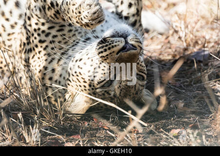 Femmina giocoso africana di leopard, Exeter riserva privata, Sud Africa Foto Stock