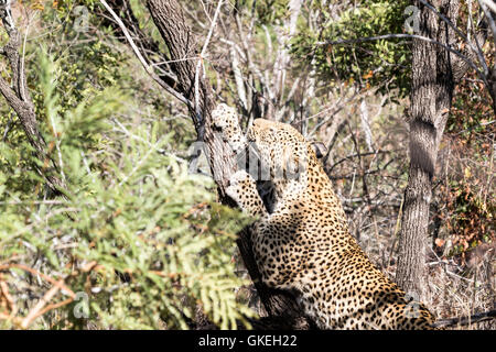 Femmina leopard africana di graffiare tree, Exeter riserva privata, Sud Africa Foto Stock