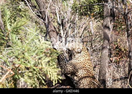 Femmina leopard africana di graffiare tree, Exeter riserva privata, Sud Africa Foto Stock