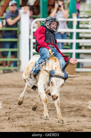 Giovani cowboy a cavallo di un piccolo bull nella Junior Steer concorso di equitazione, Chaffee County Fair & Rodeo, Salida, Colorado, STATI UNITI D'AMERICA Foto Stock