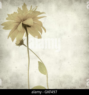 Textured vecchia carta sfondo con Rudbekia laciniata fiori gialli Foto Stock