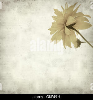 Textured vecchia carta sfondo con Rudbekia laciniata fiori gialli Foto Stock