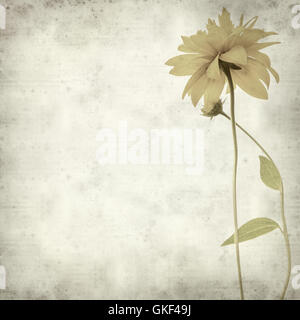 Textured vecchia carta sfondo con Rudbekia laciniata fiori gialli Foto Stock