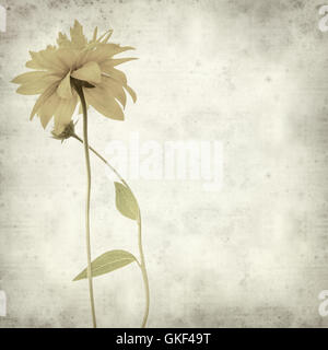 Textured vecchia carta sfondo con Rudbekia laciniata fiori gialli Foto Stock