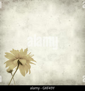 Textured vecchia carta sfondo con Rudbekia laciniata fiori gialli Foto Stock