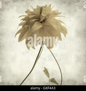 Textured vecchia carta sfondo con Rudbekia laciniata fiori gialli Foto Stock