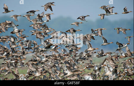 L'immagine del gregge di mescolare le anatre in Keoladev national park, Bharatpur, India Foto Stock