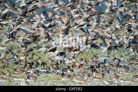 L'immagine del Nord del mestolone ( Anas clypeata) in volo, Keoladev national park, Bharatpur, India Foto Stock