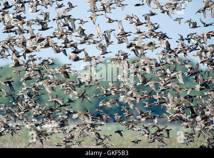 L'immagine del gregge di mescolare anatre selvatiche in Keoladev national park, Bharatpur, India Foto Stock