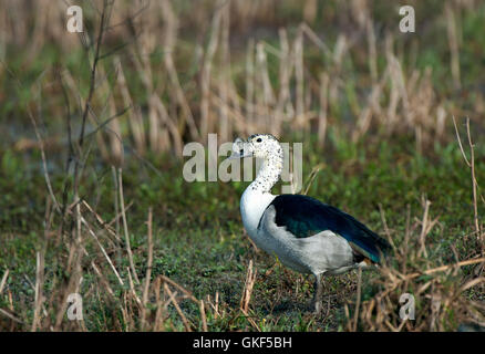 L'immagine del pettine duck ( Sarkidiornis melanotos) in Keoladev national park, Bharartpur, India Foto Stock