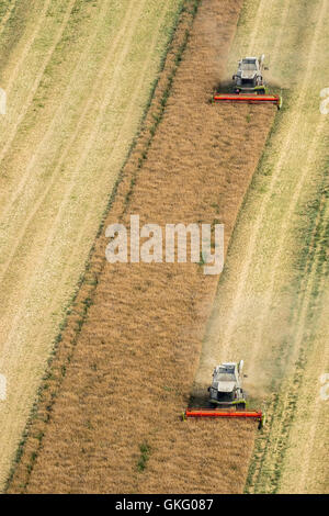 Vista aerea, il raccolto di grano, FAHR mietitrebbia raccolta, agricoltura, Vipperow, Meclemburgo Lake District, Mecklenburgian Foto Stock