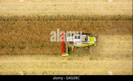 Vista aerea, il raccolto di grano, FAHR mietitrebbia raccolta, agricoltura, Vipperow, Meclemburgo Lake District, Mecklenburgian Foto Stock