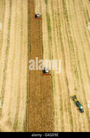 Vista aerea, il raccolto di grano, FAHR mietitrebbia raccolta, agricoltura, Vipperow, Meclemburgo Lake District, Mecklenburgian Foto Stock