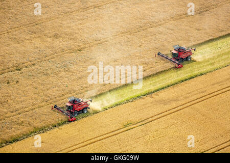 Vista aerea, il raccolto di grano, FAHR mietitrebbia raccolta, agricoltura, Vipperow, Meclemburgo Lake District, Mecklenburgian Foto Stock