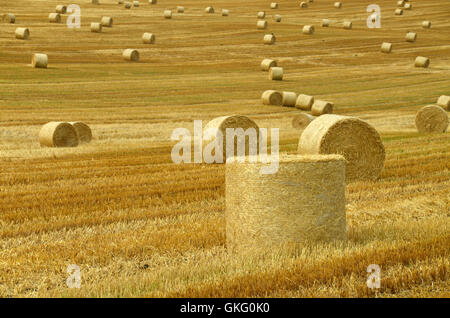 Grano di paglia del Land Turingia sfera Foto Stock