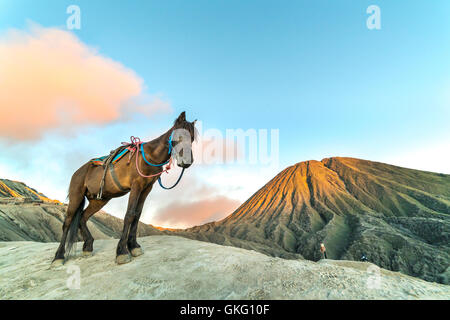 Cavallo vicino a Mt.Bromo in mattina presto. Foto Stock