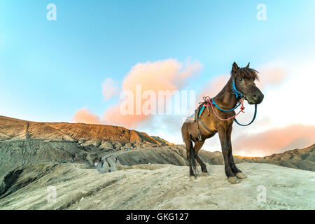 Piloti del Cavallino con il suo cavallo vicino a Mt.Bromo in mattina presto. Foto Stock