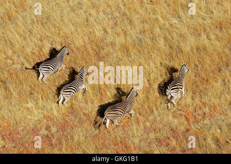 Animale mammifero africa Foto Stock