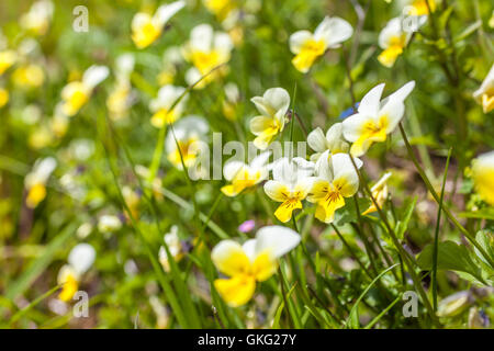 Viola selvatica su un prato di montagna (Viola arvense) nella parte posteriore della Valle Aurina, Alto Adige, Italia Foto Stock