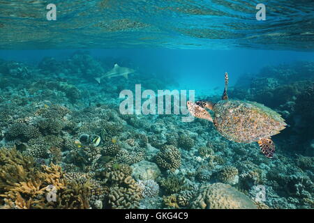 Un hawksbill sea turtle underwater su una bassa scogliera di corallo con uno squalo in background, oceano pacifico, Tuamotus, Polinesia Francese Foto Stock