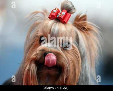 Leipzig, Germania. 20 agosto 2016. Un Yorkshire Terrier con un nuovo taglio di capelli alla fiera Hund und Katsuta (lit. 'Dog e Cat') di Lipsia, in Germania, il 20 agosto 2016. La fiera sul popolare a quattro zampe degli animali continua fino a Domenica, 21 agosto 2016. Foto: HENDRIK SCHMIDT/dpa/Alamy Live News Foto Stock